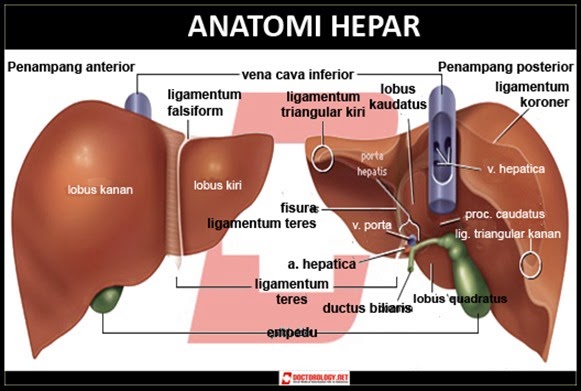 Download 560 Koleksi Gambar Hati Anatomi Terbaru HD